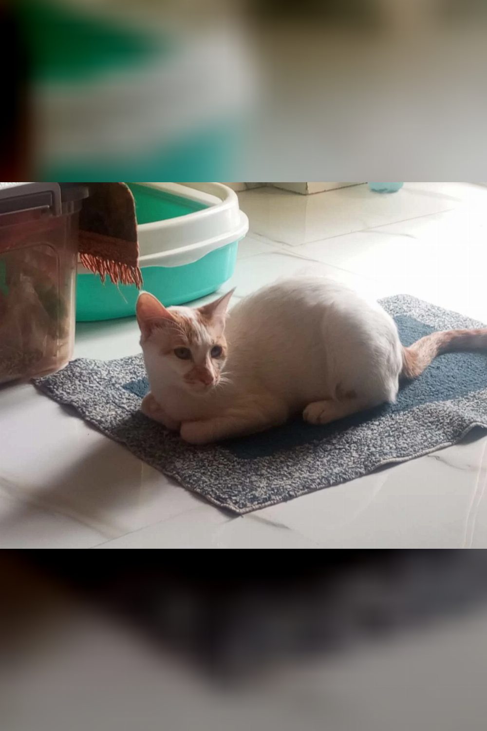 Urgent Cat Foster/Adoption Appeal — Pune