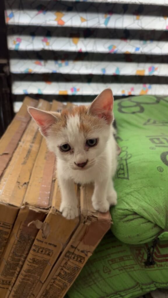 Two 1-month-old street kittens, one brown female and one grey male, rescued in Delhi NCR