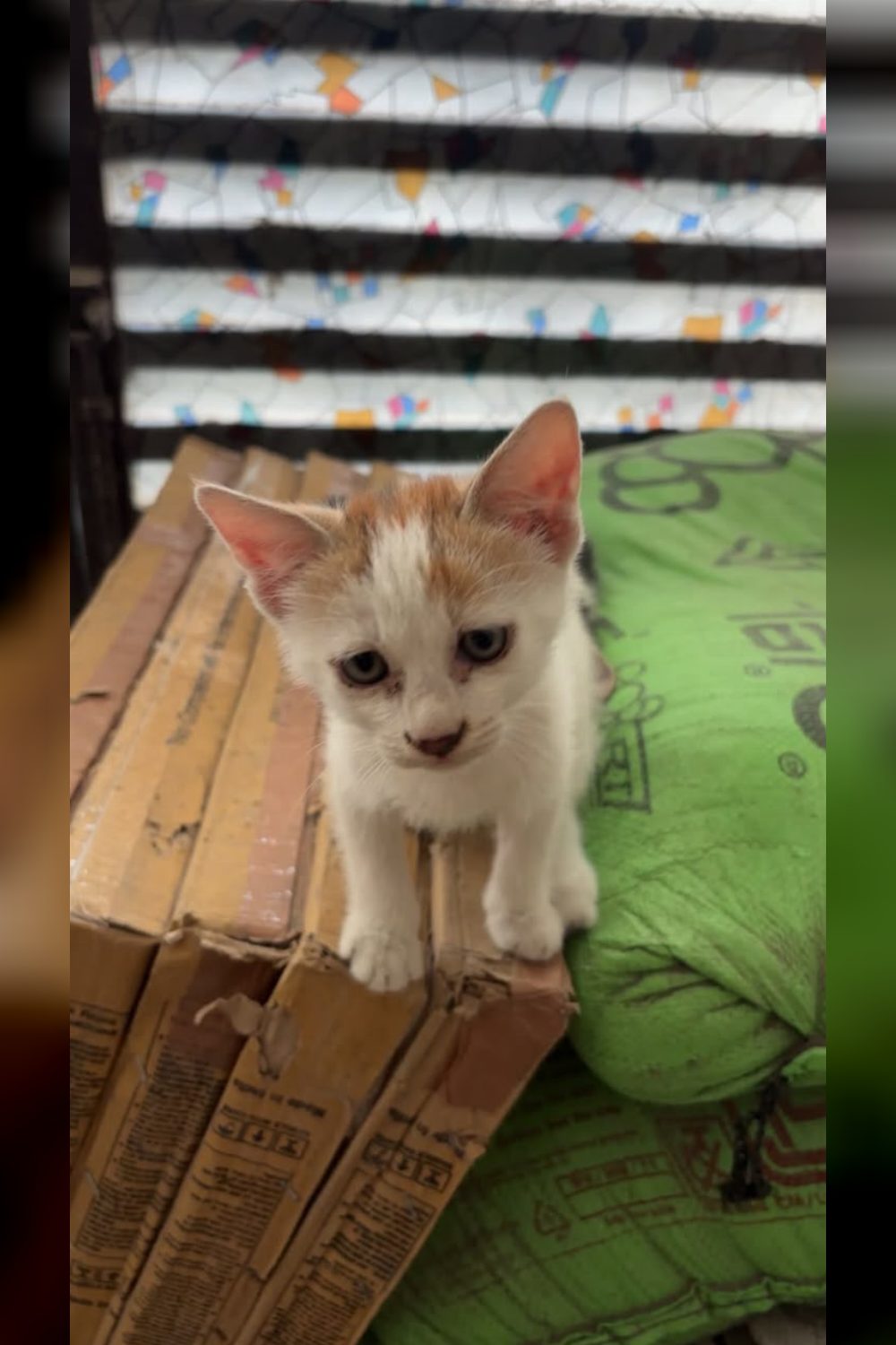 Two helpless 1-month-old street kittens urgently need a Foster or Forever Home! — Delhi NCR