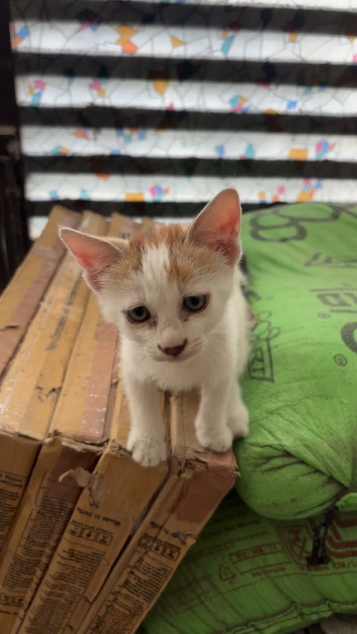 Two helpless 1-month-old street kittens urgently need a Foster or Forever Home! — Delhi NCR