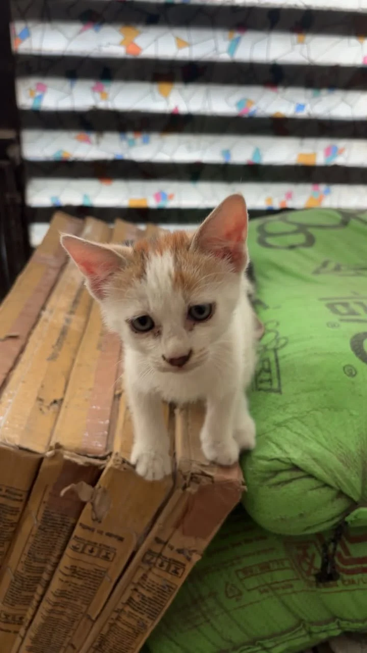 Two helpless 1-month-old street kittens urgently need a Foster or Forever Home! in Delhi NCR