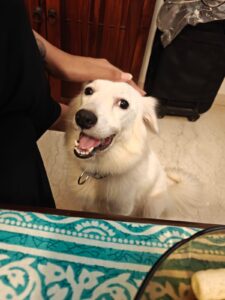 Adopt Lily!