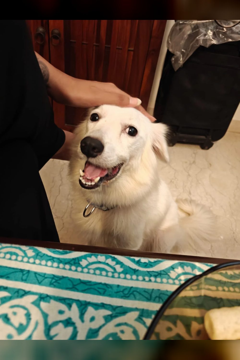 Adopt Lily! — Mumbai