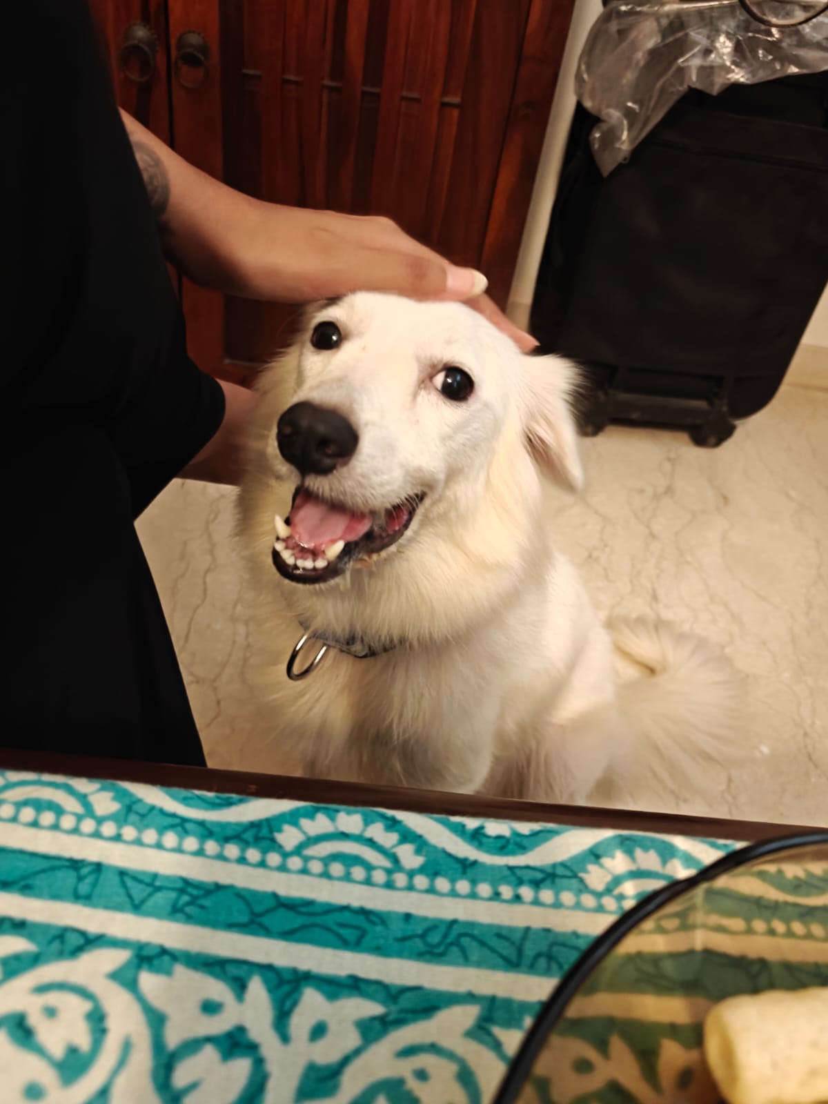 Adopt Lily! — Mumbai