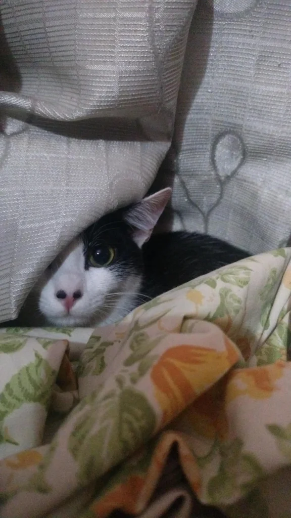 T-Rex, an urgent rescue kitten up for adoption in Bengaluru