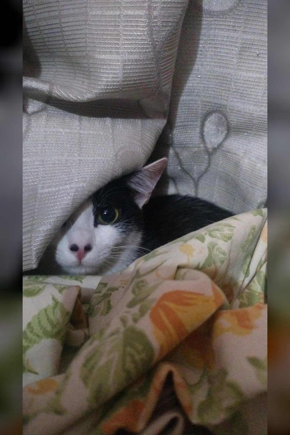 T-Rex — Urgent Rescue Kitten Up for Adoption — Bengaluru