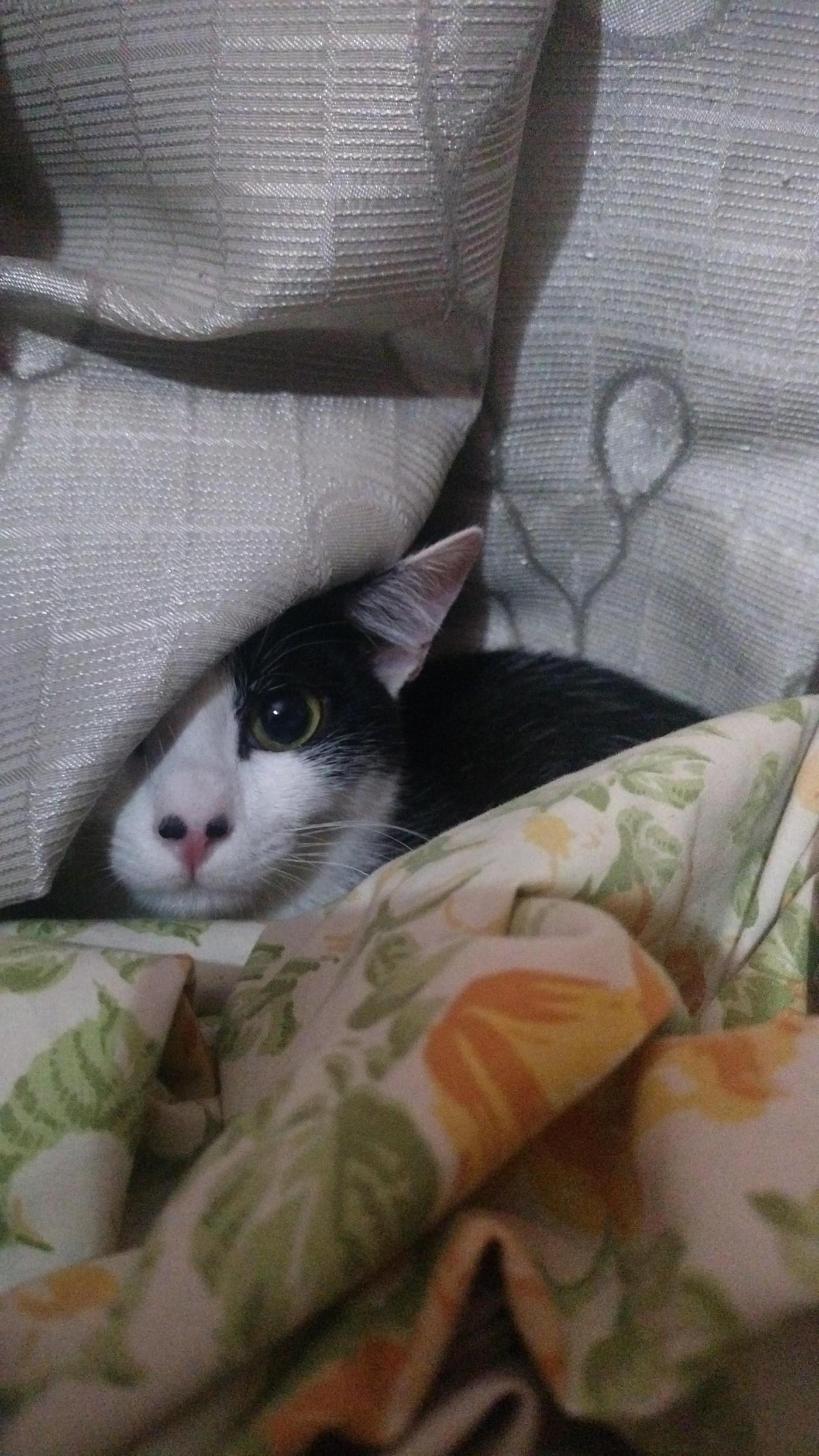 T-Rex — Urgent Rescue Kitten Up for Adoption — Bengaluru