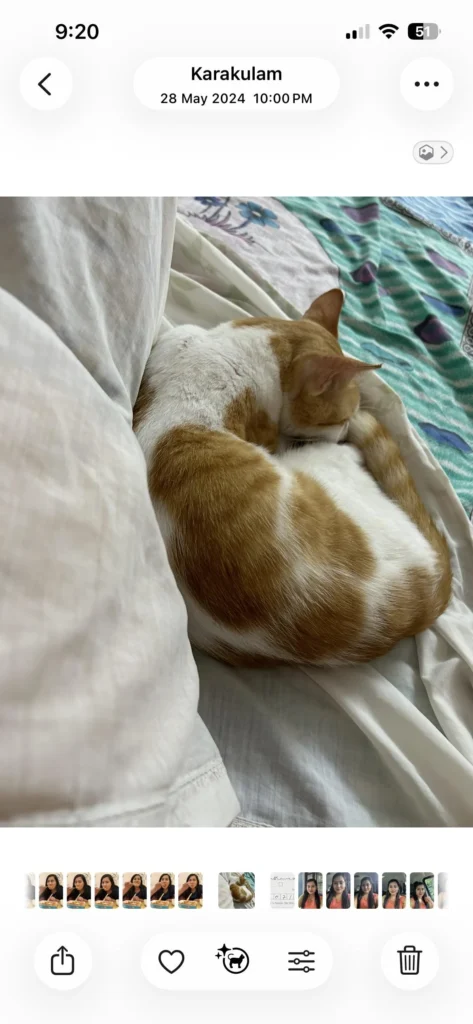 Lost cat in kanjirampara , trivandrum - kitten for adoption in India