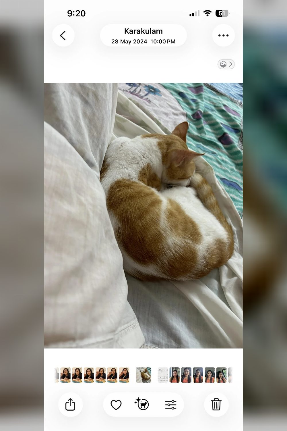Lost cat in Kanjirampara — Thiruvananthapuram