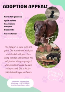 Adoption Appeal! Location: Jaipur