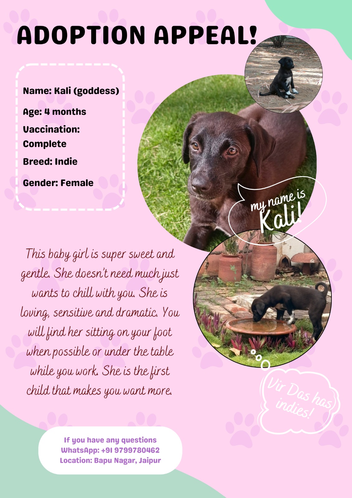 Adoption Appeal! Location: Jaipur