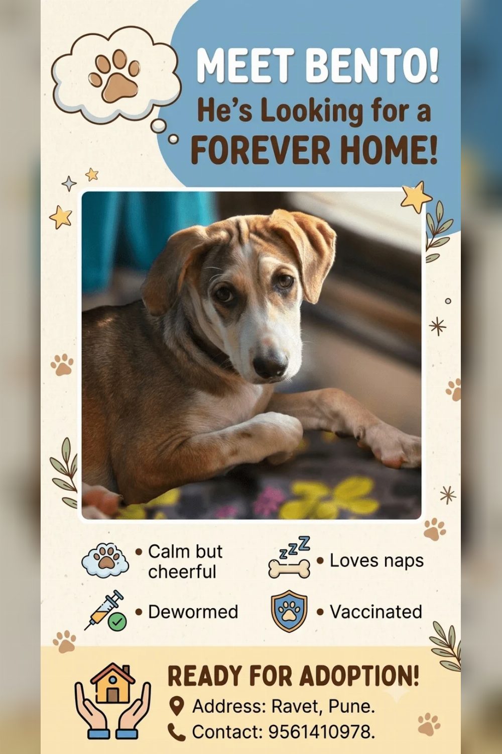 Adopt Bento, a vaccinated pup in foster — Pune