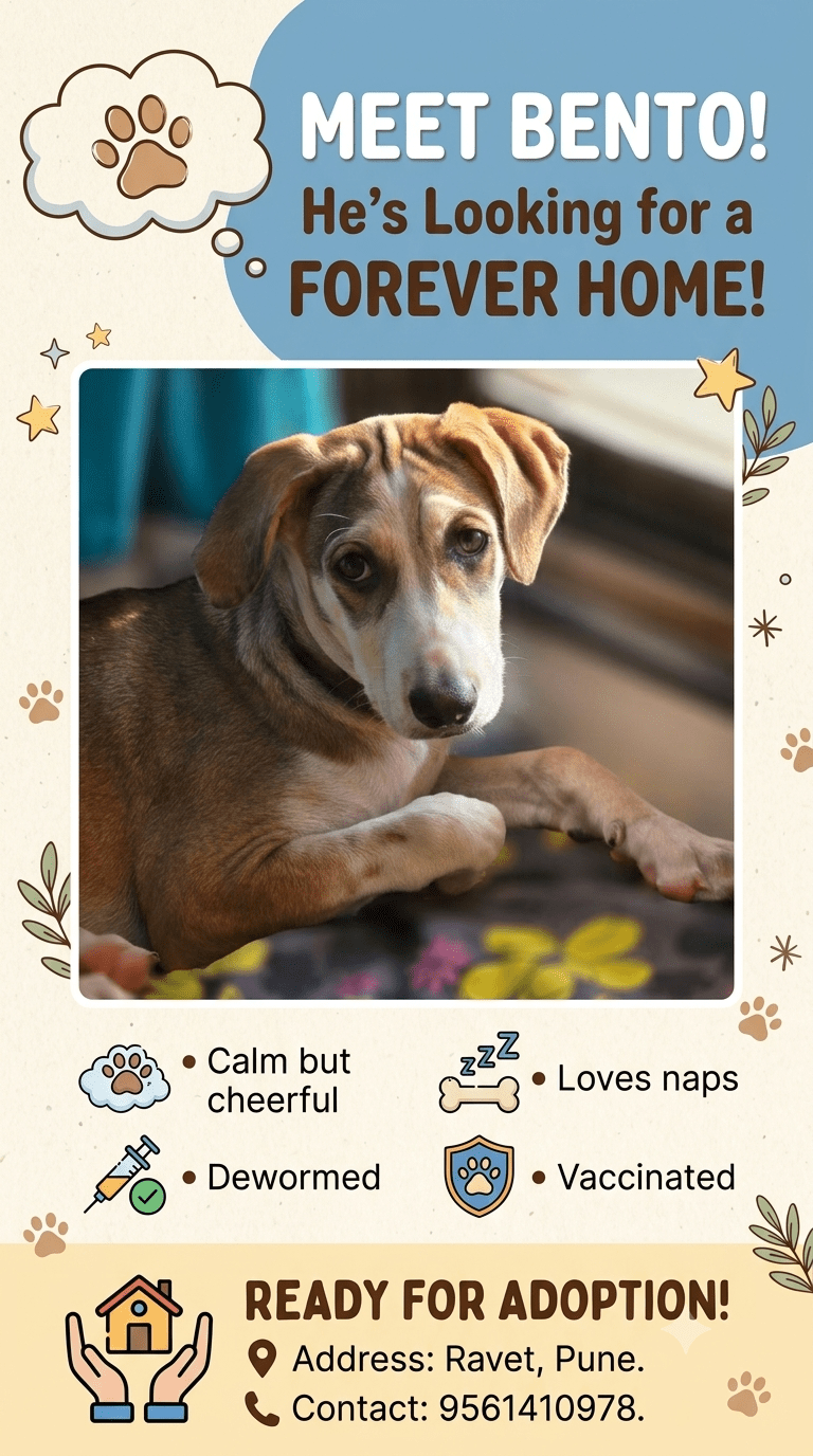 Adopt Bento, a vaccinated pup in foster — Pune