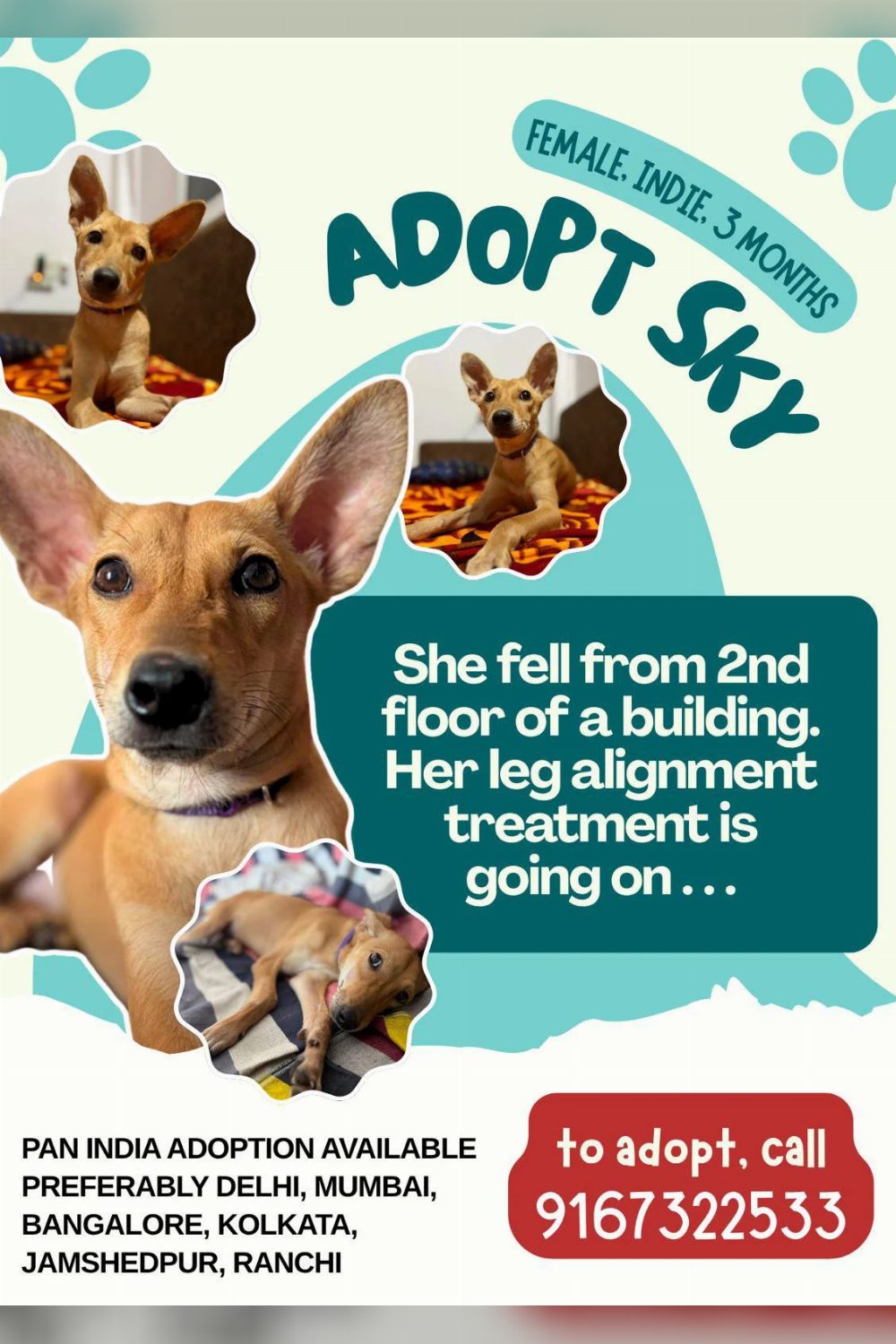 Sky is still up for adoption — Delhi NCR