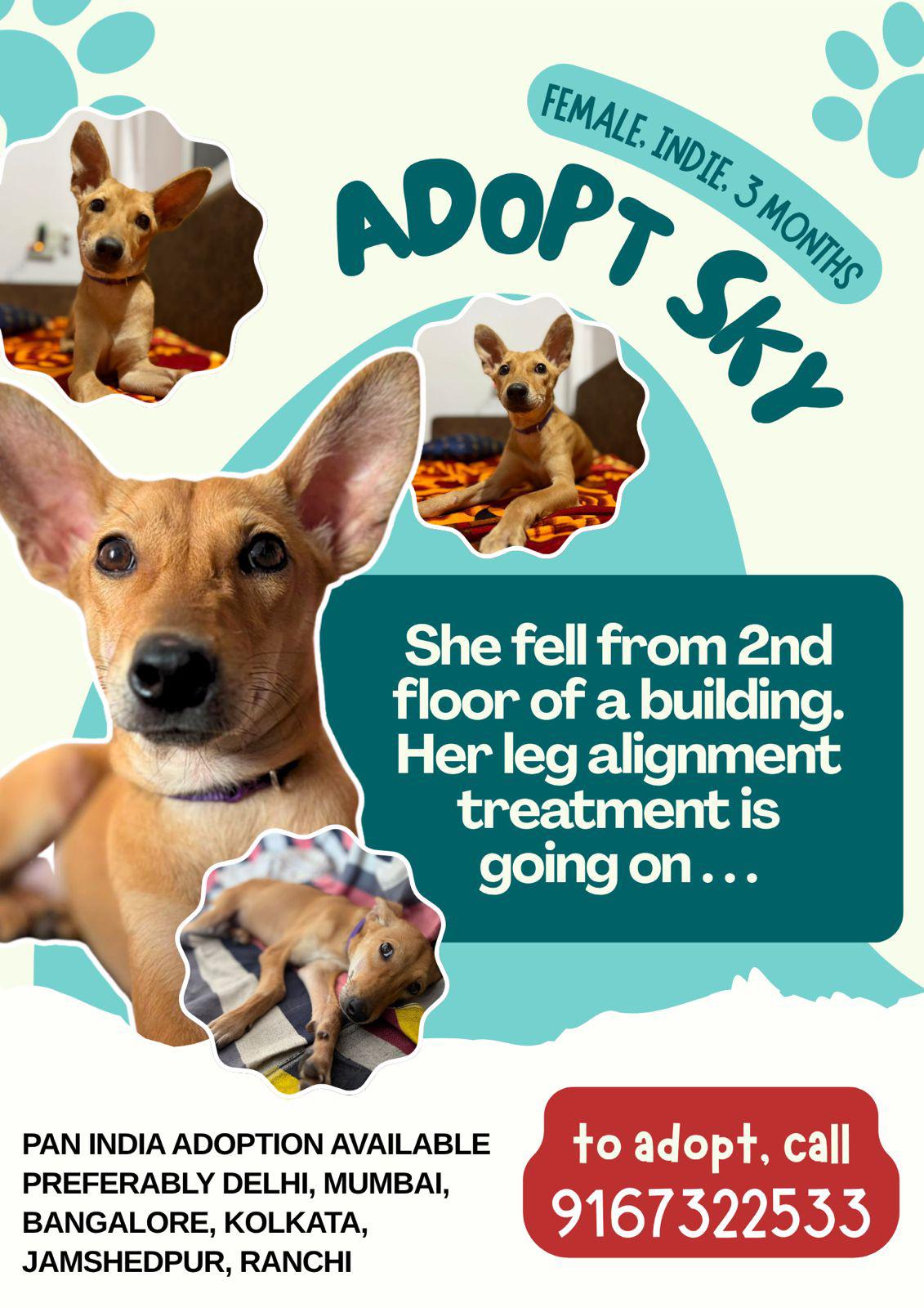 Sky is still up for adoption — Delhi NCR