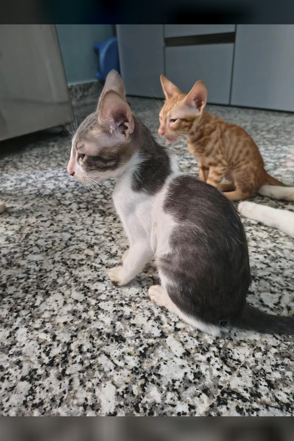 Adopt Mufasa and Itu, two playful kittens — Delhi NCR