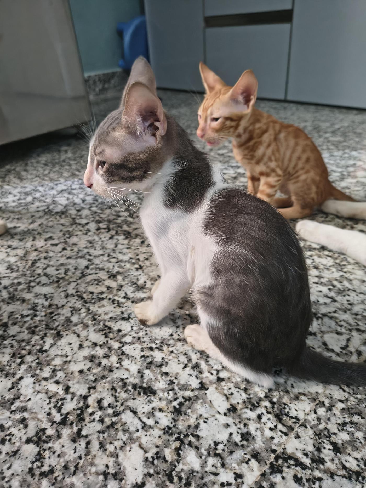 Adopt Mufasa and Itu, two playful kittens — Delhi NCR