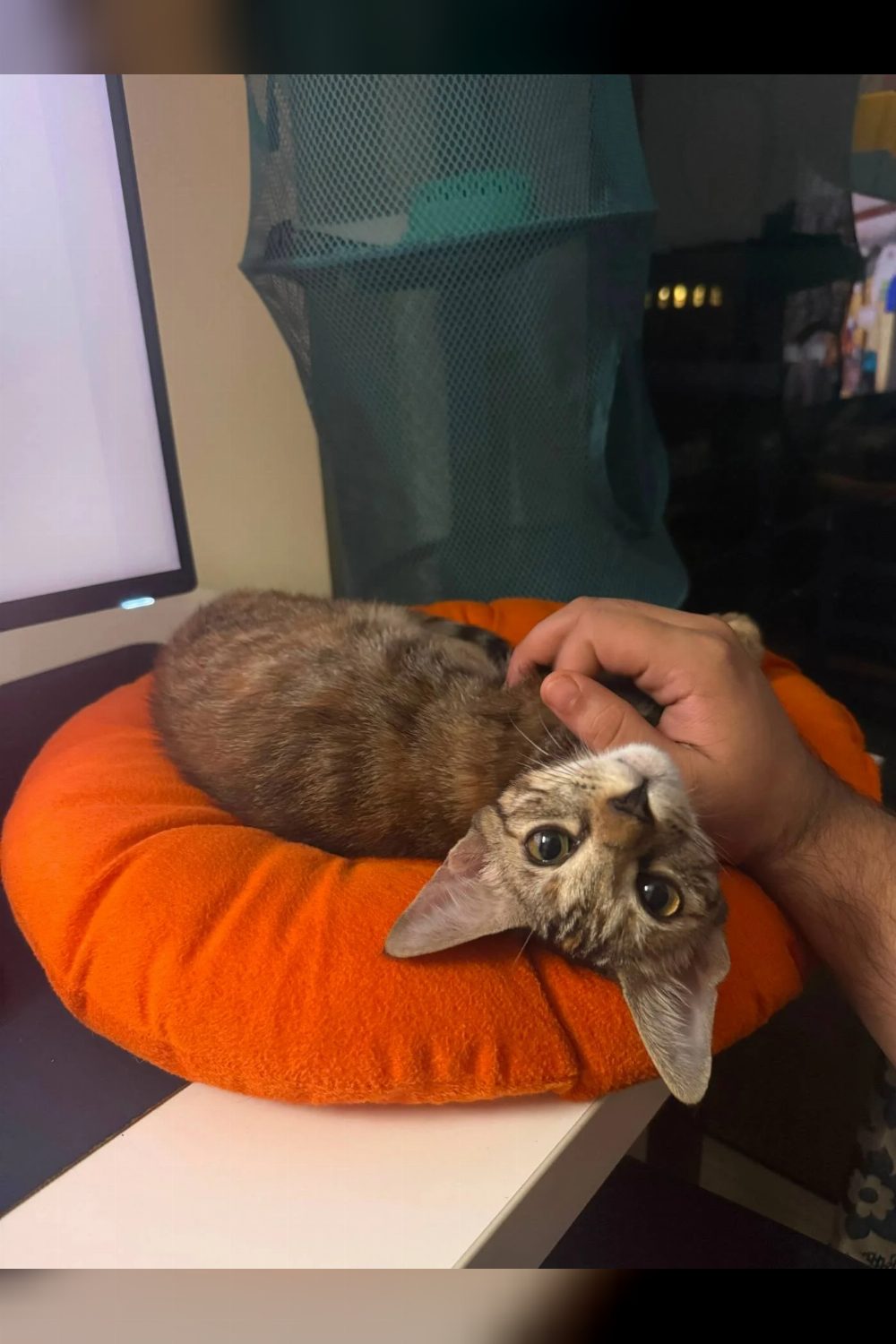Give begum a loving home — Delhi NCR