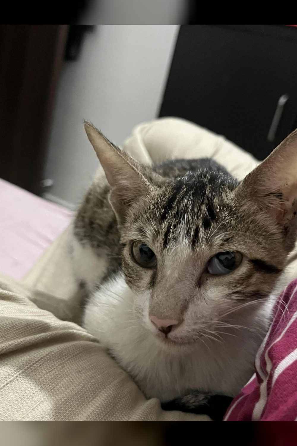 3-4-month-old kitten found, needs a home — Delhi NCR