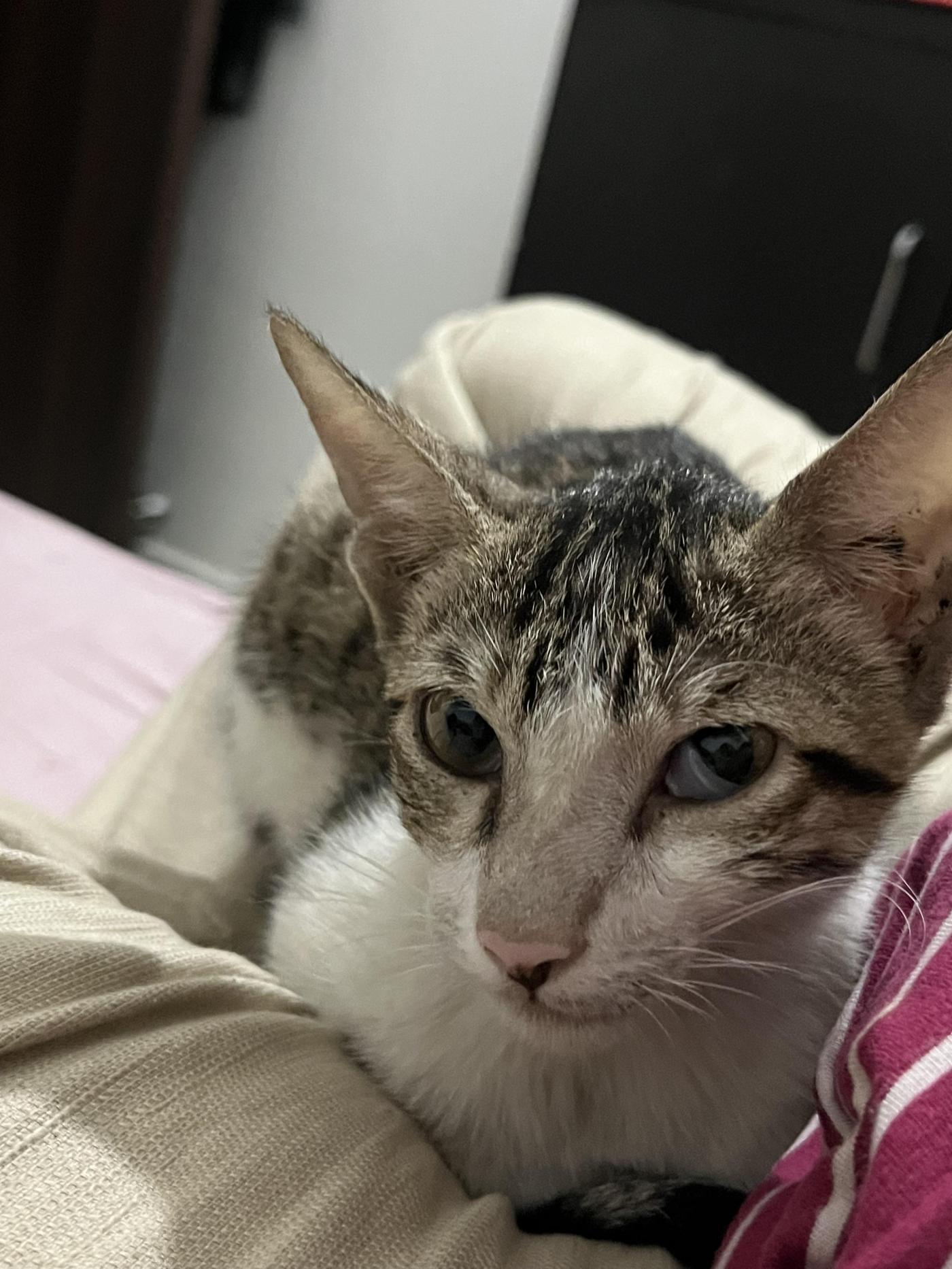 3-4-month-old kitten found, needs a home — Delhi NCR