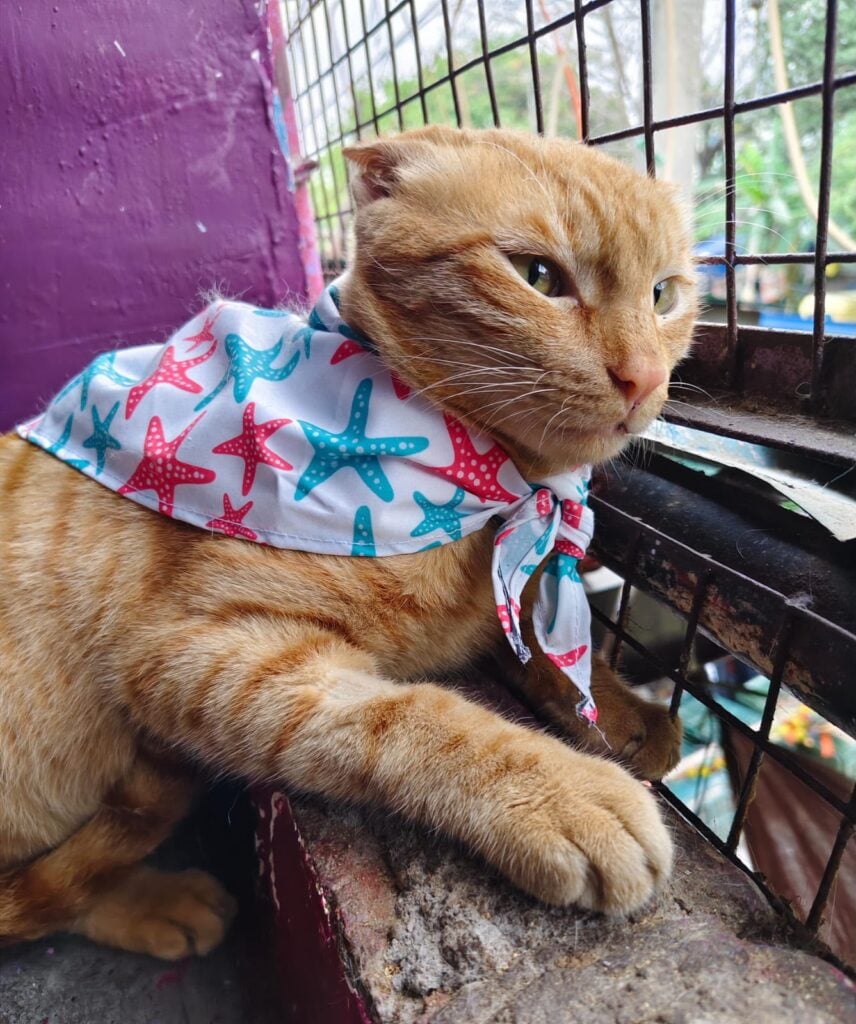 A gentle 2-year-old cat up for adoption in South Delhi