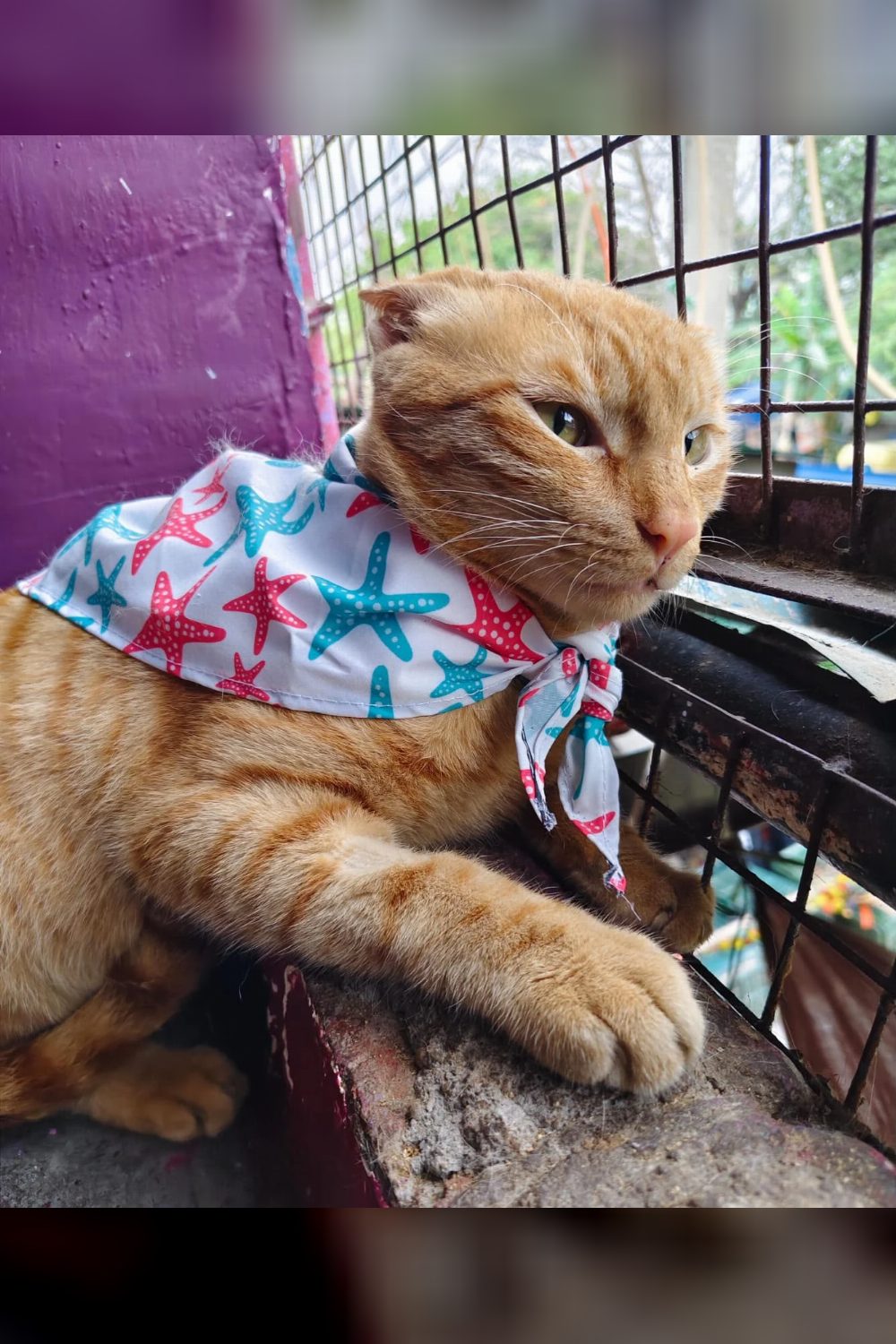 Adorable 2-year-old gentle cat looking for his fur-ever home — Delhi NCR