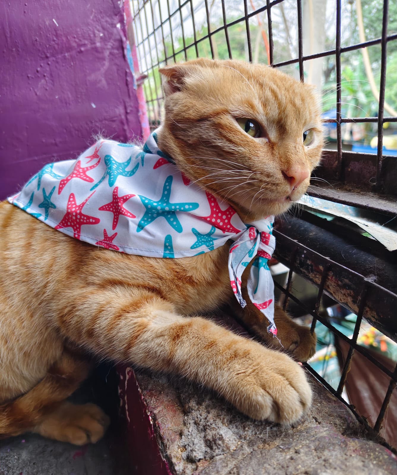 Adorable 2-year-old gentle cat looking for his fur-ever home — Delhi NCR