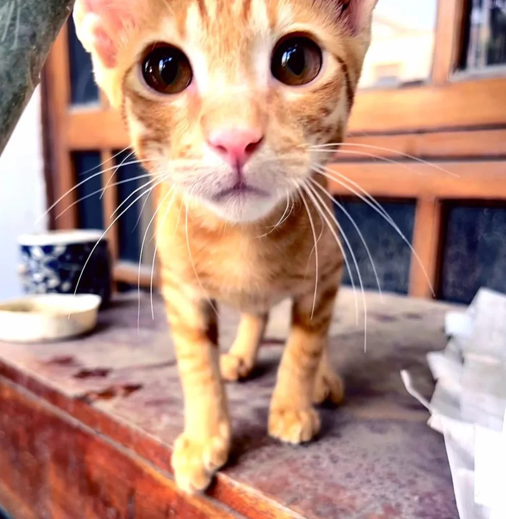 Kaddu darling looking for his forever fam! Sweetest boy, 2.5 months old, vacc... - pet for adoption in Delhi NCR