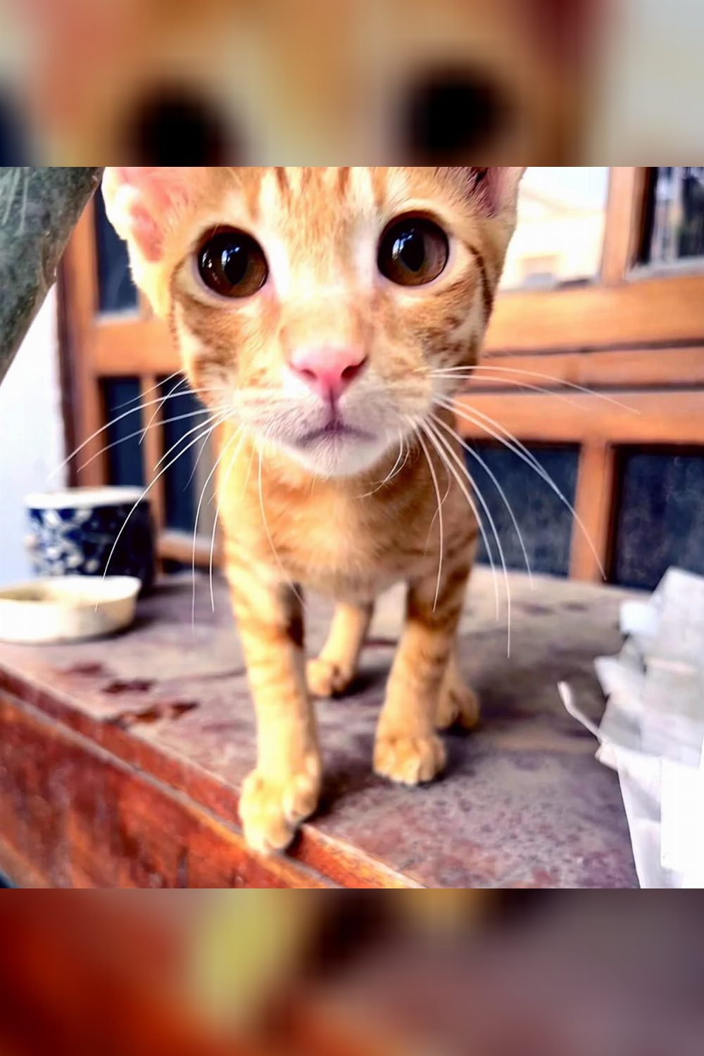 Kaddu, the kitten, looking for his forever family — Delhi NCR