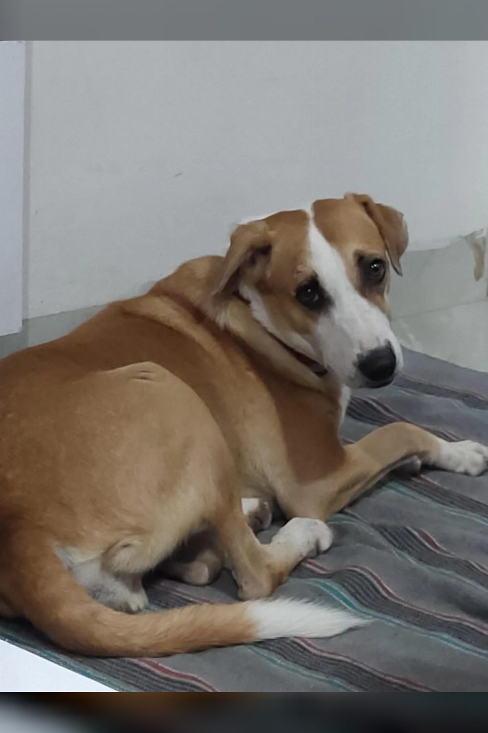 Safe relocation or Adoption — Indore