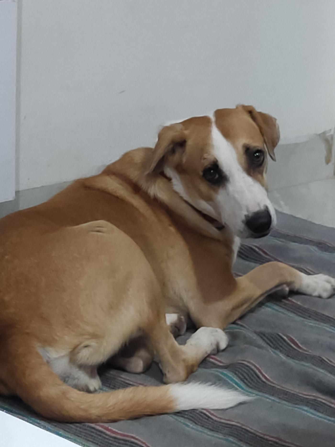 Safe relocation or Adoption — Indore