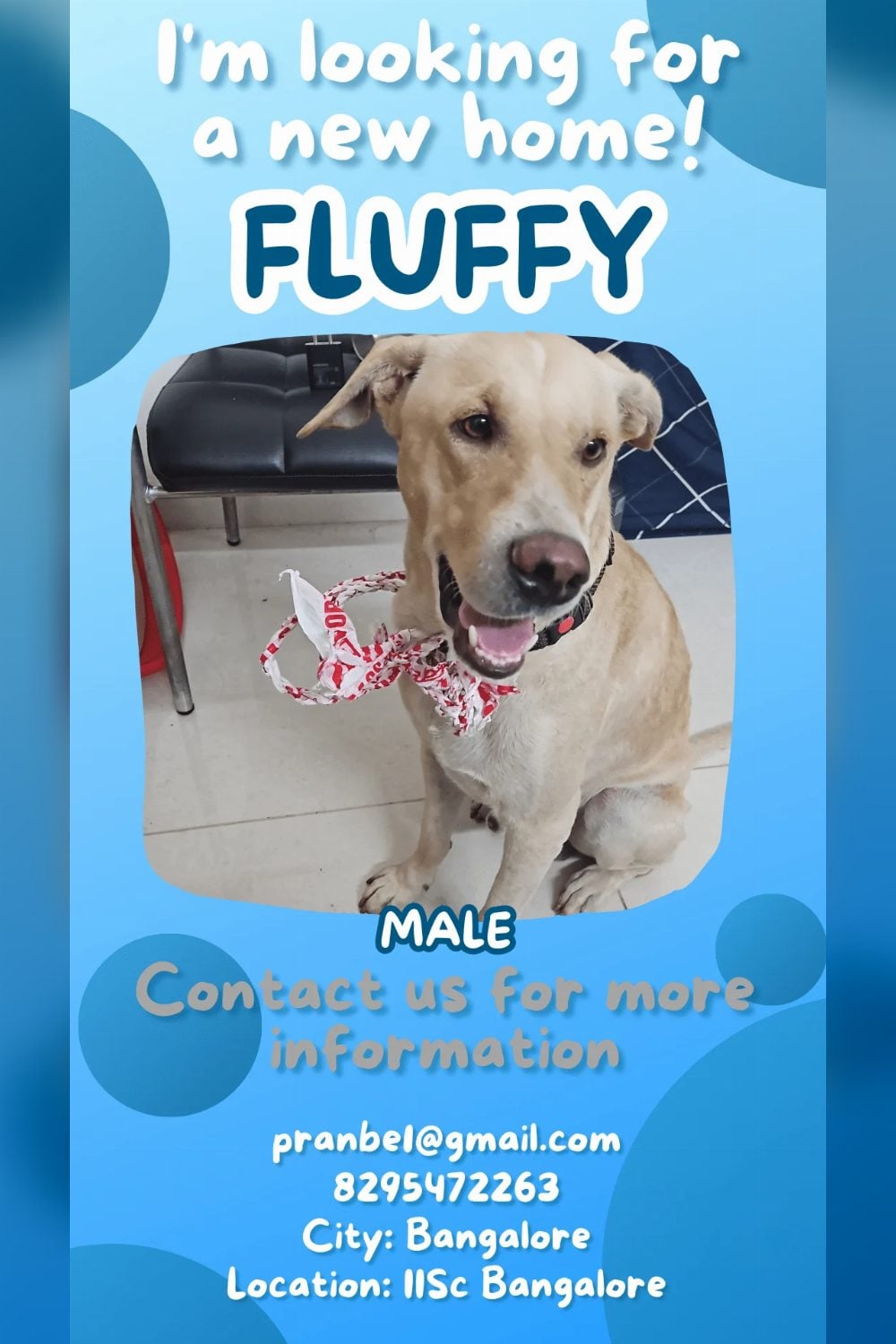 Fluffy, an abandoned Lab mix with head injuries, needs rescue — Bengaluru