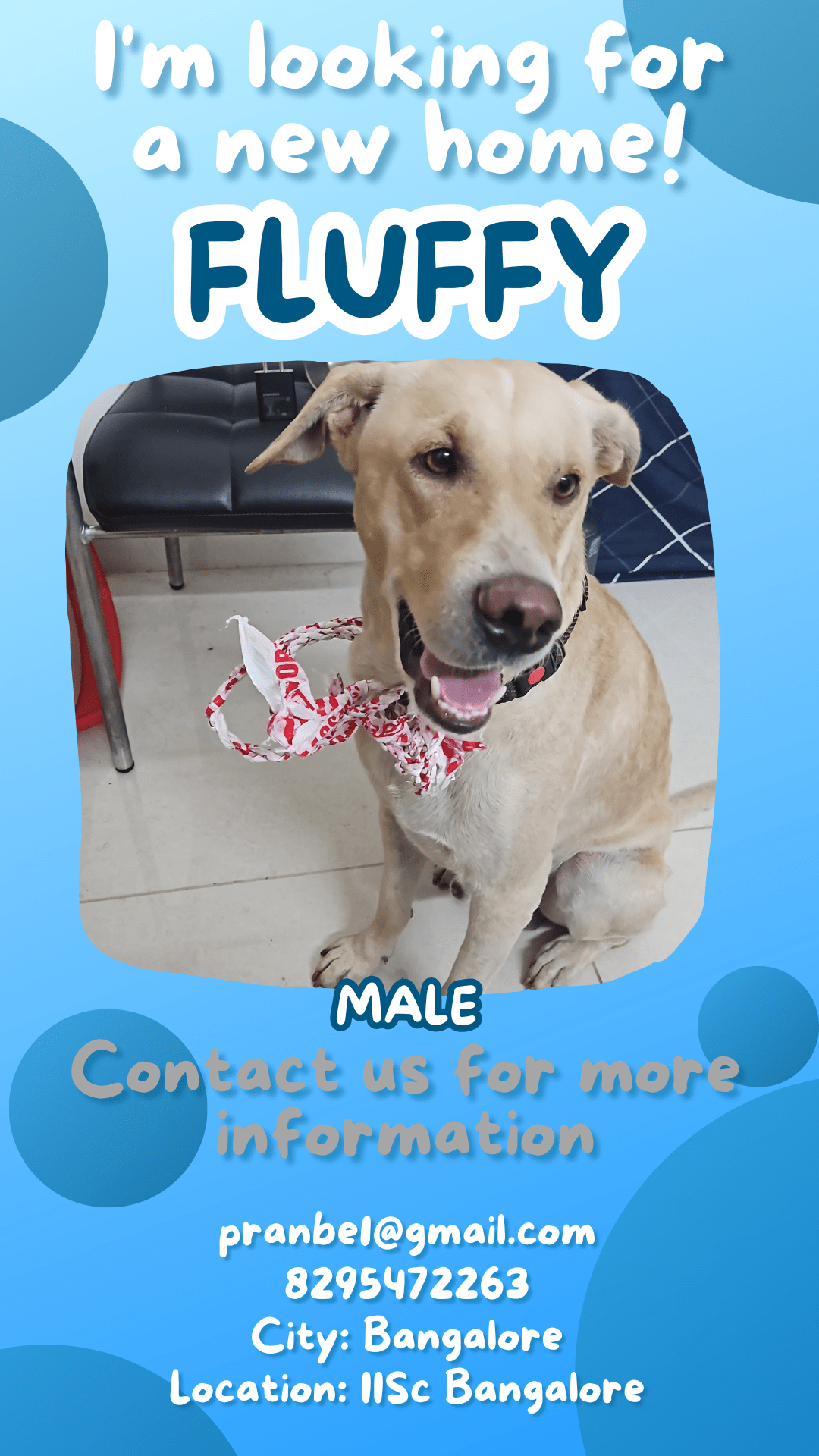 Fluffy, an abandoned Lab mix with head injuries, needs rescue — Bengaluru