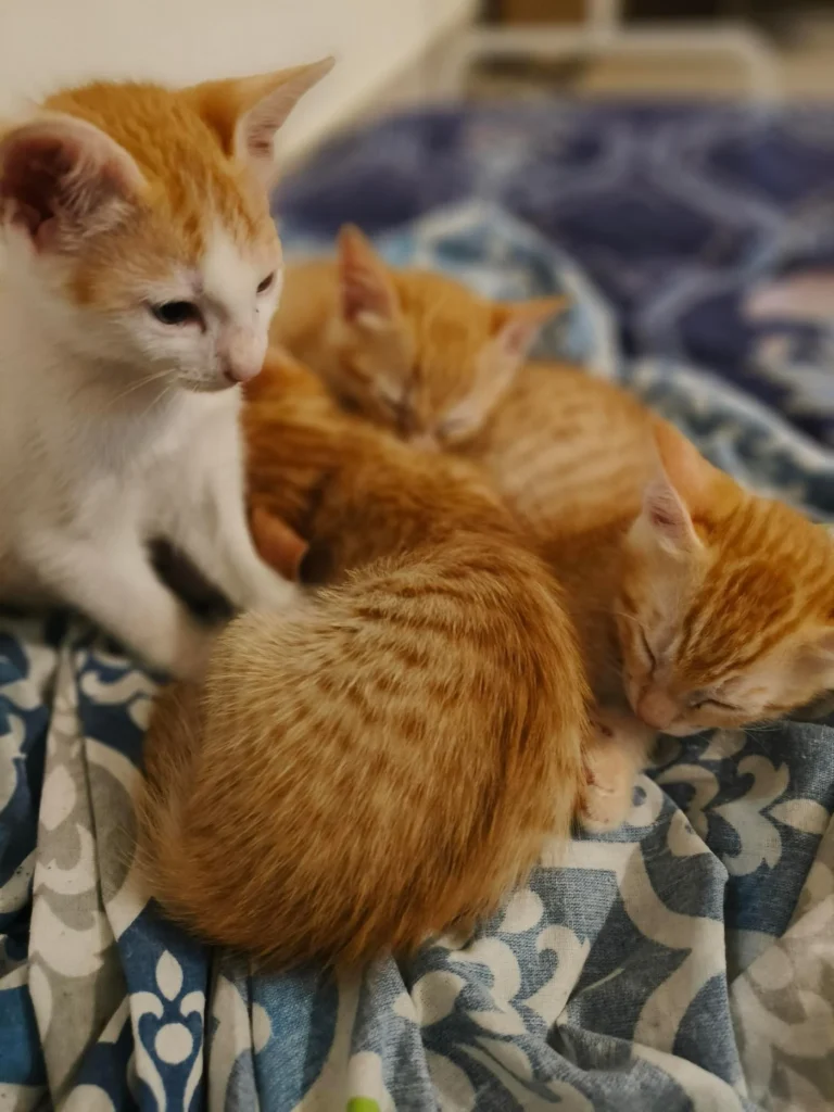 Four six-to-seven-week-old kittens found living in a car in Jakkur, up for adoption in Bengaluru