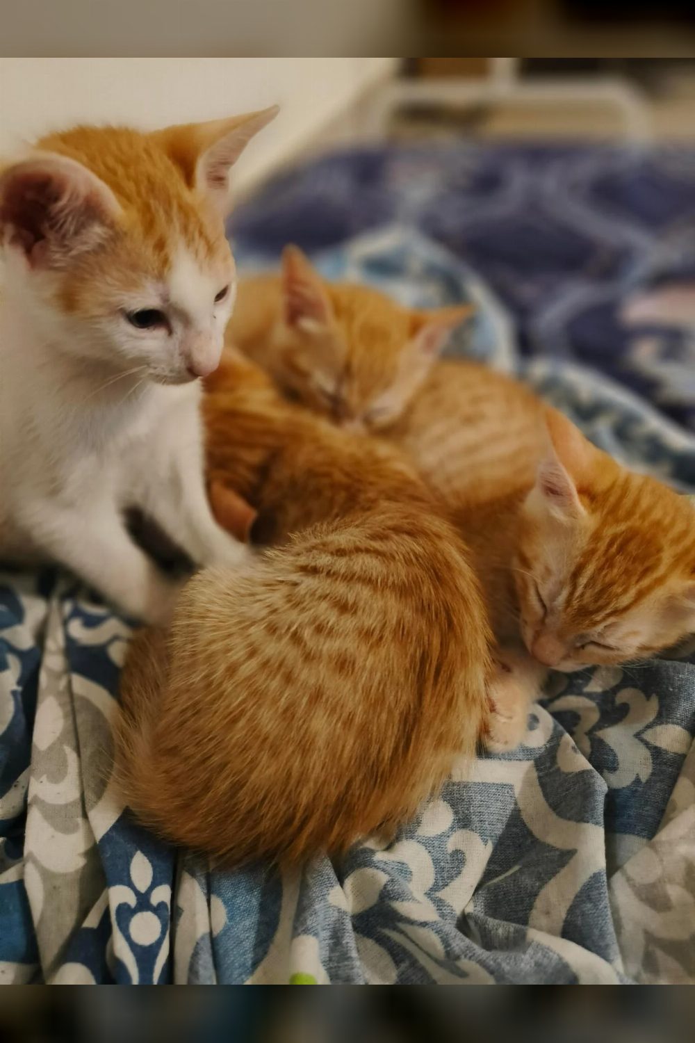 These Four Kittens Are Looking for a Home — Bengaluru