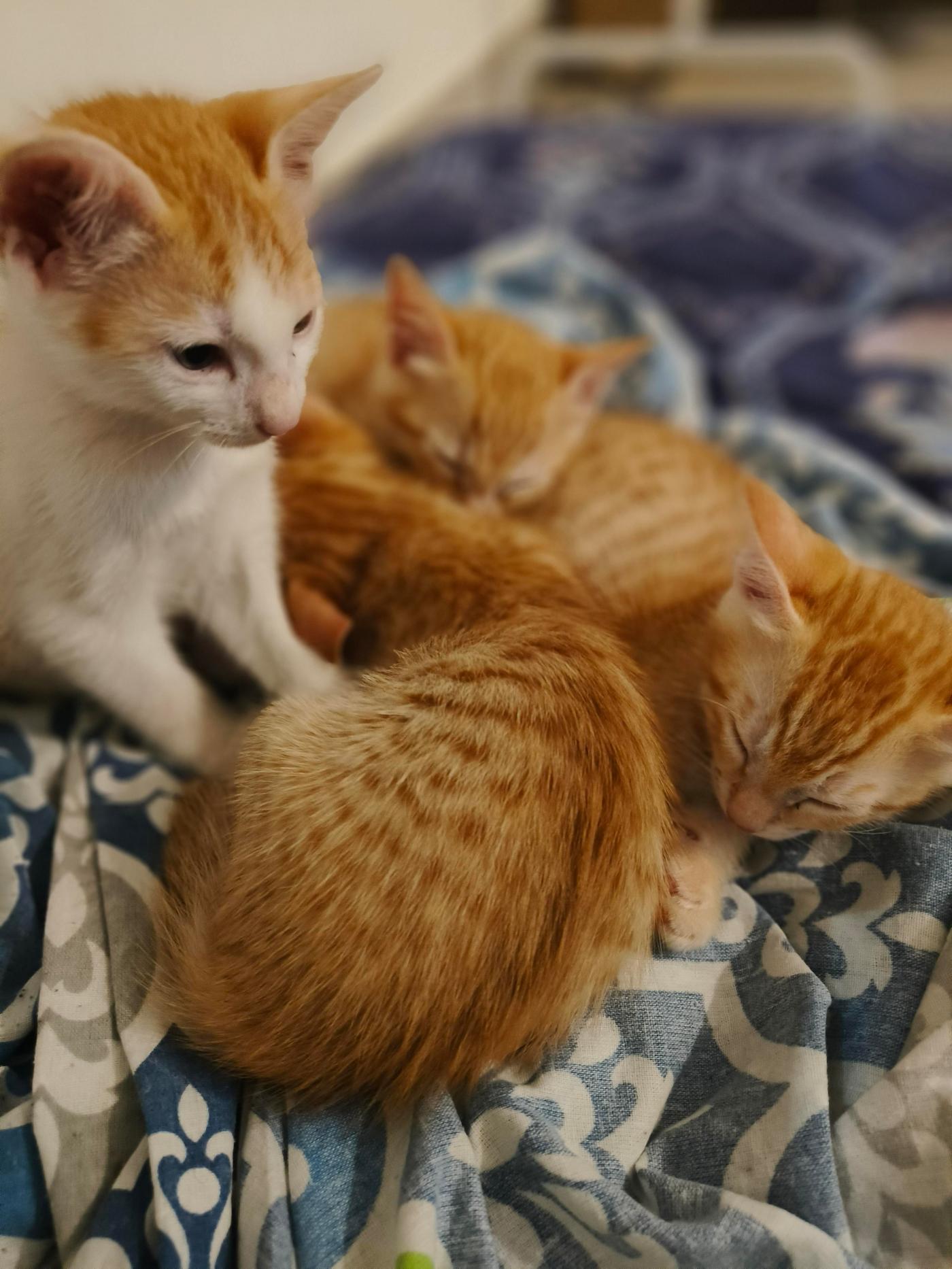 These Four Kittens Are Looking for a Home — Bengaluru