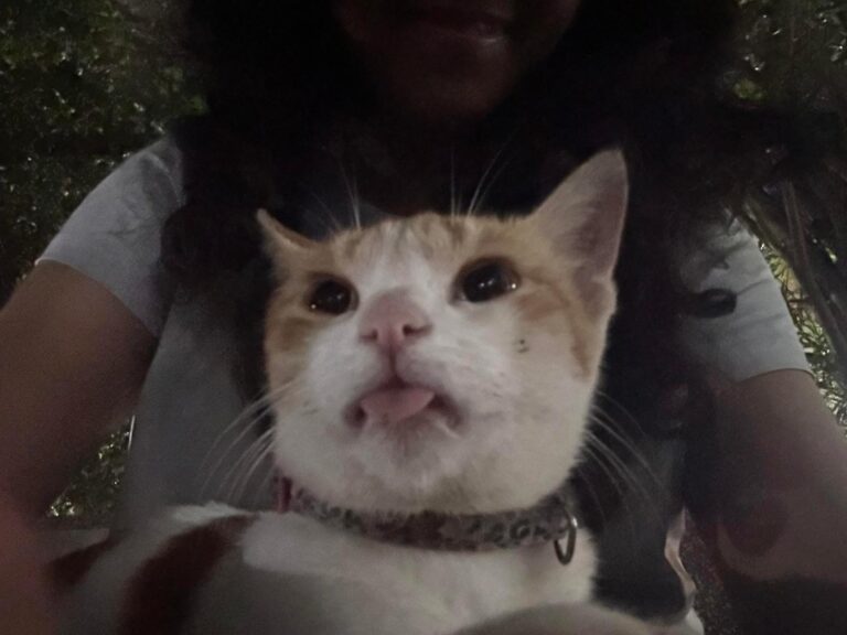 Everyone wants kittens. Nobody wants an adult cat., adoptable cat in Mumbai