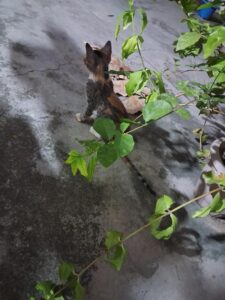 Four rescued kittens need a safe home