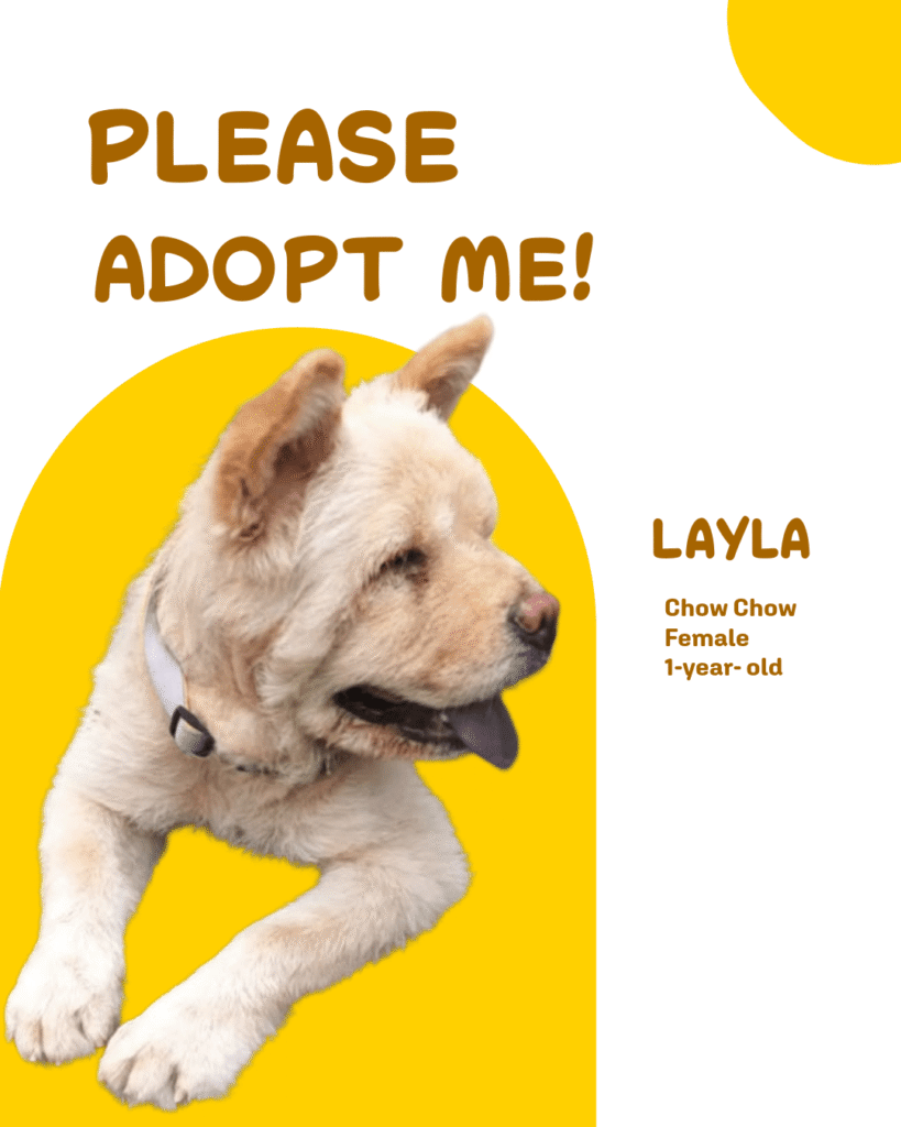 Layla Needs a Home: 1-Year-Old Chow Chow Up for Adoption in Delhi (Vaccinated... - pet in Delhi NCR