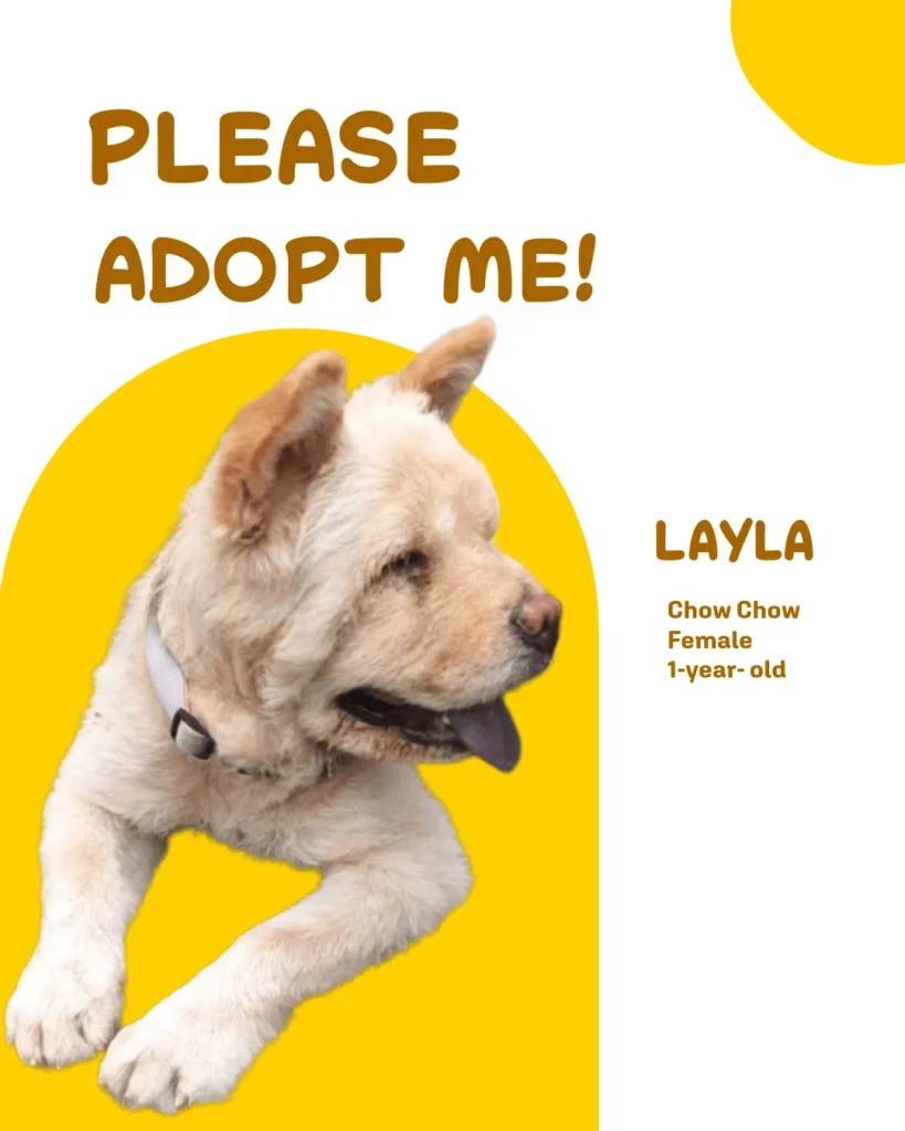 Layla Needs a Home: 1-Year-Old Chow Chow Up for Adoption in Delhi (Vaccinated... - pet in Delhi NCR