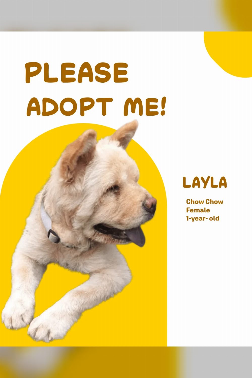Layla Needs a Home: 1-Year-Old Chow Chow Up for Adoption in Delhi