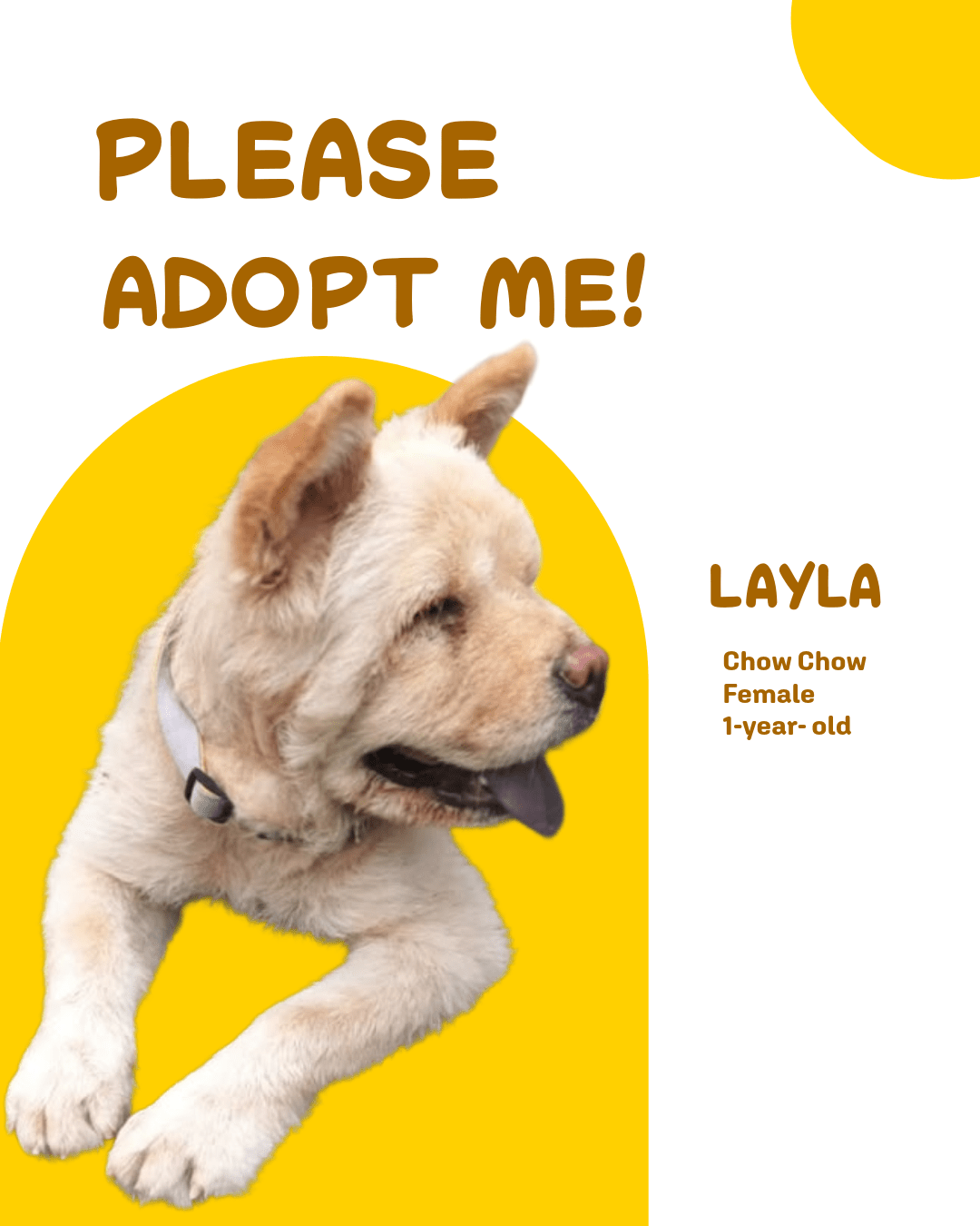 Layla Needs a Home: 1-Year-Old Chow Chow Up for Adoption in Delhi