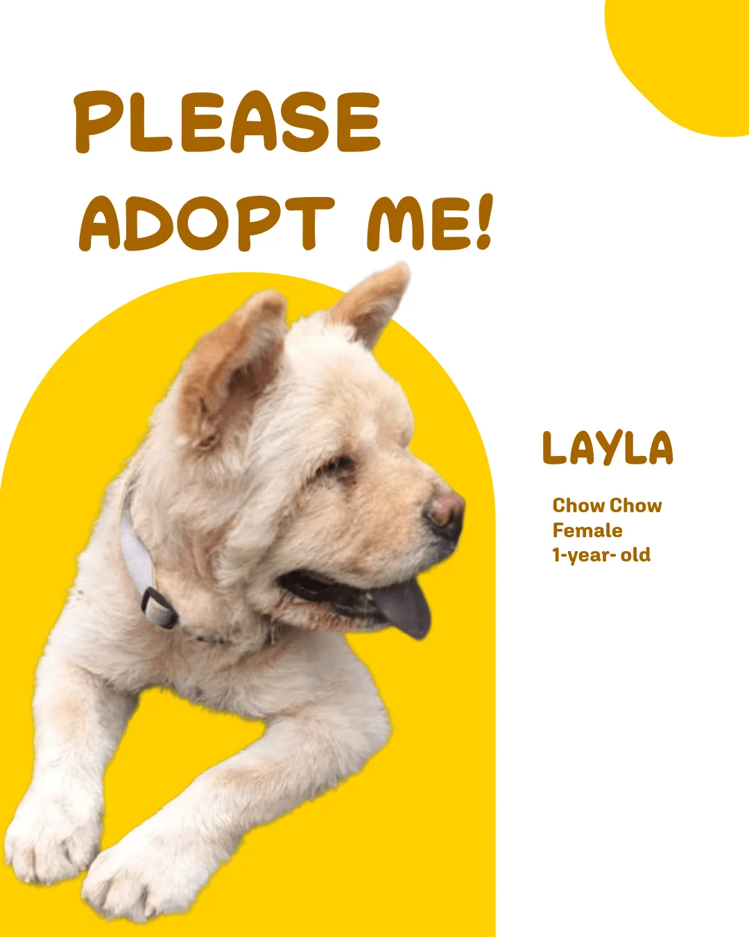 Layla Needs a Home: 1-Year-Old Chow Chow Up for Adoption in Delhi in Delhi NCR