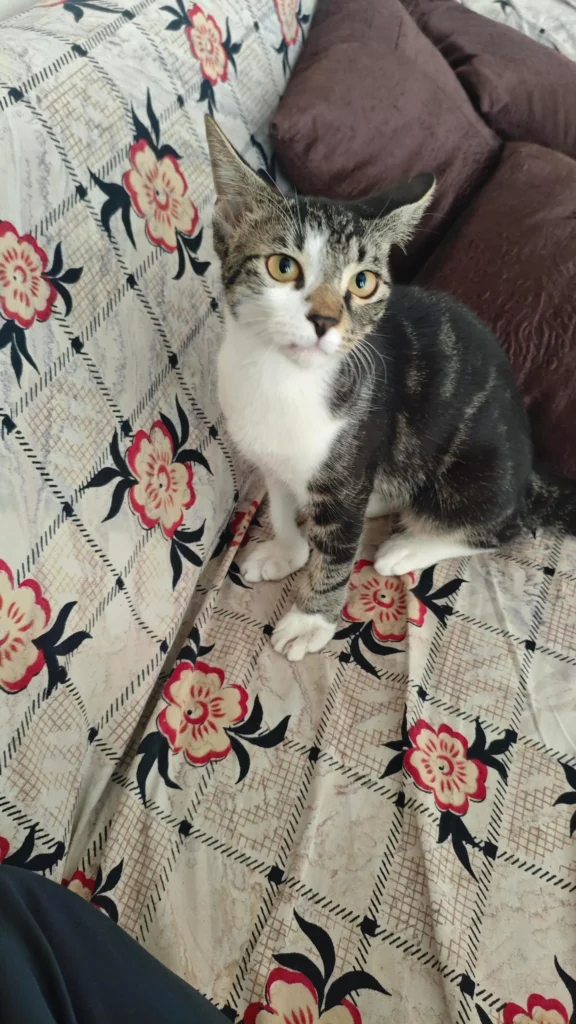 Adoption Alert — ref ow98 - pet in India
