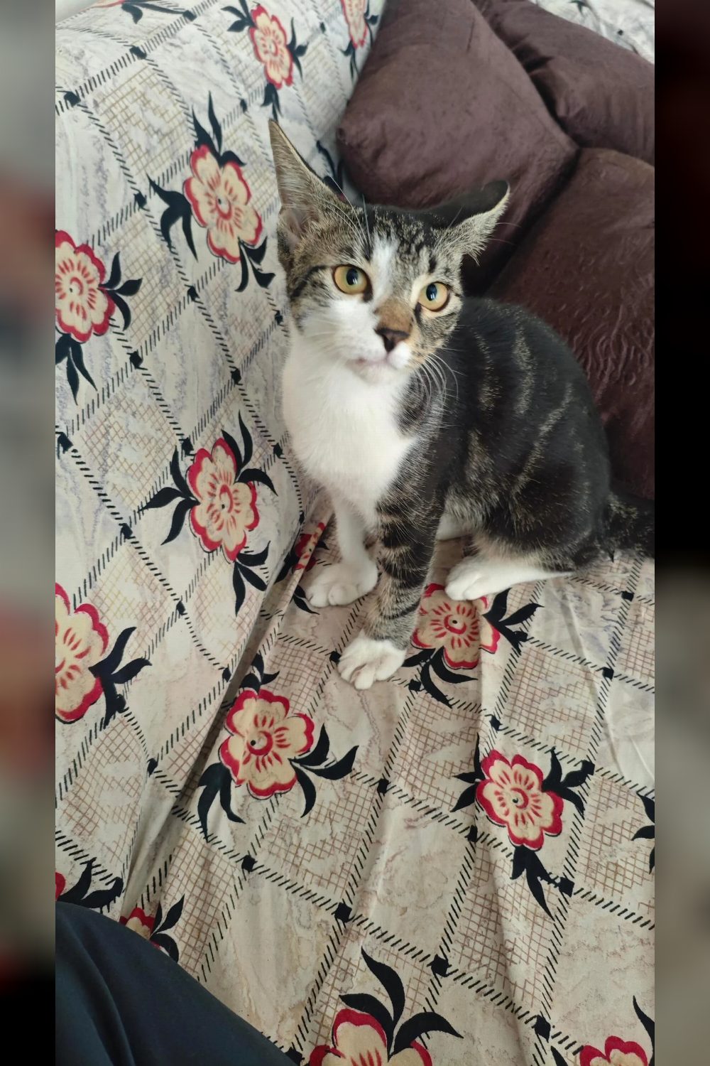5-month-old female cat for adoption — Bhiwandi