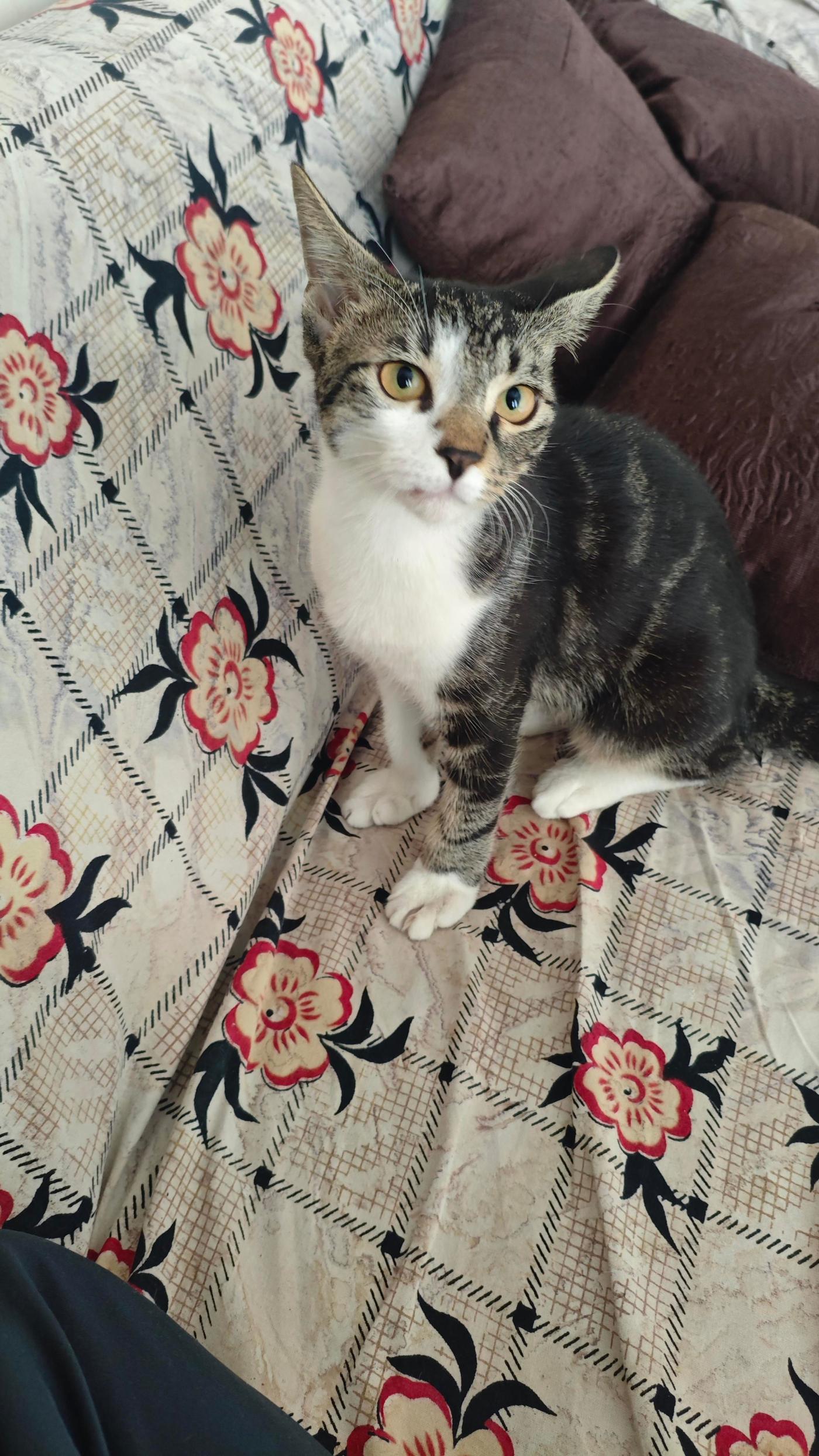 5-month-old female cat for adoption — Bhiwandi