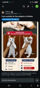 Kittens available for Adoption in Kolkata for free