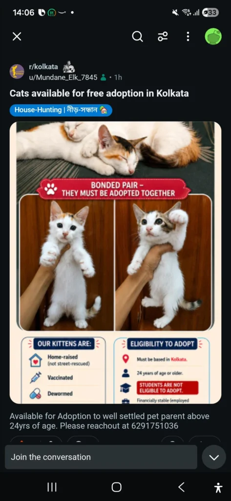 Kittens available for Adoption in Kolkata for free - kitten in Kolkata