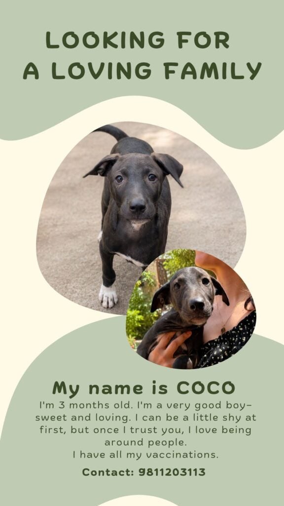 3-month-old puppies for adoption in Pune or Mumbai - puppy in Mumbai
