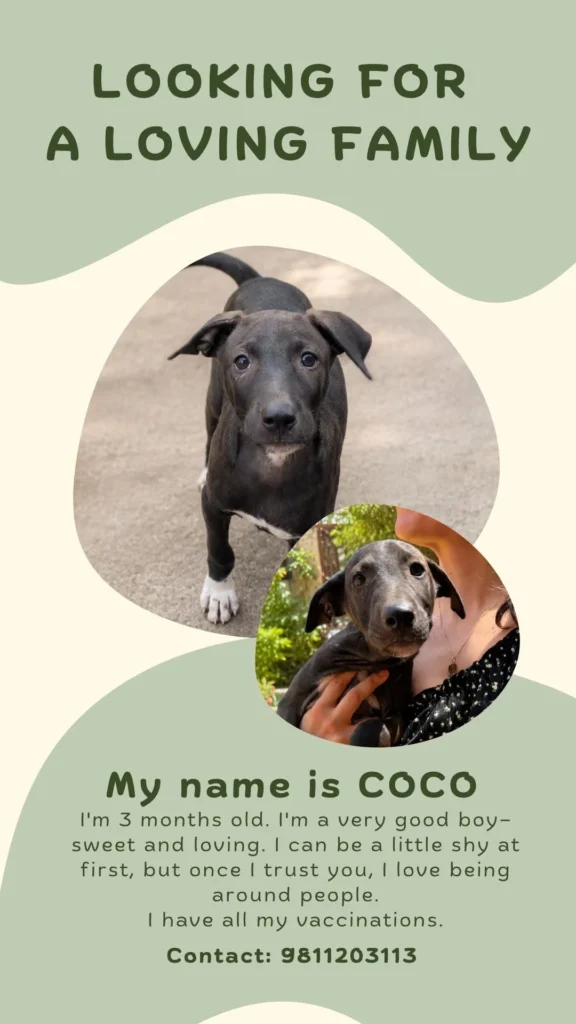 3-month-old puppies for adoption in Pune or Mumbai - puppy in Mumbai
